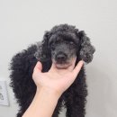 베리애견미용 네이버블로그