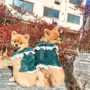 쁘띠퍼피 이미지