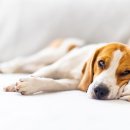 미사다나을동물병원 이미지