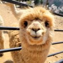 알파카월드 이미지