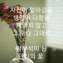 일조플라워