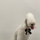 릴리리독 이미지