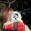 앨리스코리아켄넬 이미지