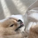 이불 속 댕댕이 이미지