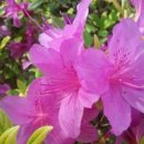 용인대석사 참바른 태권도 이미지