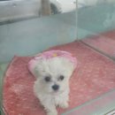 와우펫마트 이미지