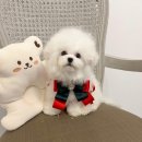 수아펫 이미지
