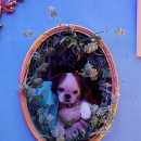 산정호수 아일랜드 이미지