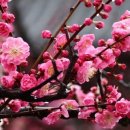 해인향기 이미지