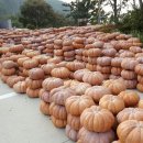 호박꽃식품 이미지