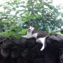 제주고양이 다복이의 여름나기 이미지