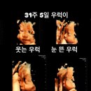 이대도치