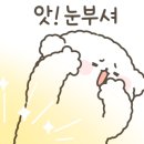 다도장어 이미지
