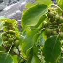 머루다래 이미지