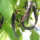 광재농장 이미지