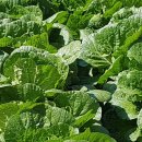 무웅농장 이미지