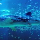 제주해양과학관 (아쿠아플라넷) 이미지