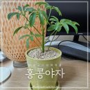 초보식집사도 물만 주면 쑥쑥! 키우기 쉬운 인테리어 화분, 홍콩야자 식물상점 비로소 분양 후기🪴