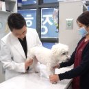 365 신원당 동물병원 | 인천동물병원, 강아지 디스크 MRI 하나로 수술을 결정하지 않습니다. &lt;5000건 이상 수술 경험&gt;