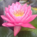 한국불교태고종관음사 이미지