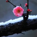 설매헌