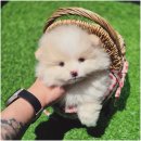 부산강아지분양 드림독 안심분양센터 부산점 이미지