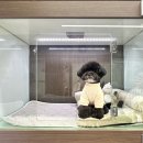 댕그니엘 이미지