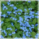 물망초forgetmenot 이미지