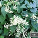 자연애민박 이미지