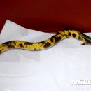 황금장어 이미지