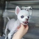 잘하는 동물메디컬센터 이미지