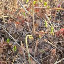 [광주●광산구]고사리따고 왔어요/고사리꺾기/철쭉도 피기시작/2025.4.16