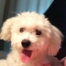 러블리숑 이미지