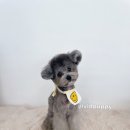 퍼피 비비드(puppy vivid) 이미지