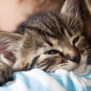 동물병원 위드 이미지