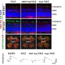건강한 망막혈관 생성 유도 기전 규명...한국과학기술원 이준엽 연구원 이미지