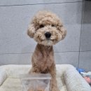 아토맘 수제간식 | 반려견 수제간식 강아지 생선 자연식 볼프레츠밀