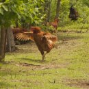 진명농원 이미지