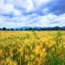 강나루생태공원 이미지