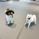 딩동댕 애견카페 | 울산 동구 신상 애견카페, 딩동댕애견카페 내돈내산 솔직후기