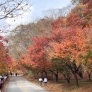샘고을중학교 | 정읍 내장산 단풍구경 당일치기 코스 쌍화차거리 나만 알고싶은 정읍 막걸리 술집 다찌집 추천