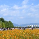 코스모스길14번길 이미지