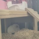 파우 동물병원 이미지