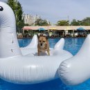 도그 스포지움 이미지