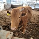 한우사육축사 이미지