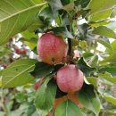 세인농장 이미지