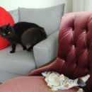 멍이냥이 이미지