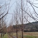 B8 Daum카페
