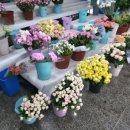 새경산꽃직판장 이미지