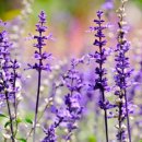 세이지 SAGE